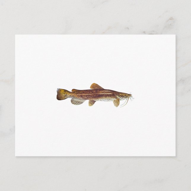 Flathead Catfish Postkarte (Vorderseite)