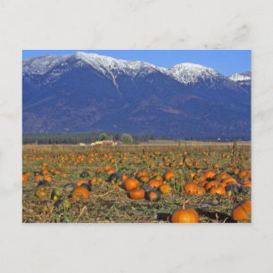 Flathead Valley Montana Kürbisfeld Postkarte