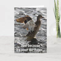 Flattern-Stockenten-Enten-lustige