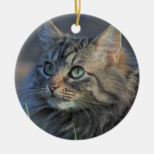 Flaumige graue Tabby-Katze, die aufwärts schaut Keramik Ornament (Vorne)