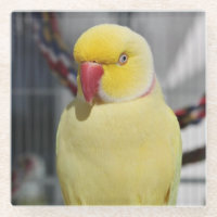 Flaumiger Lutino Inder Ringneck Parakeet