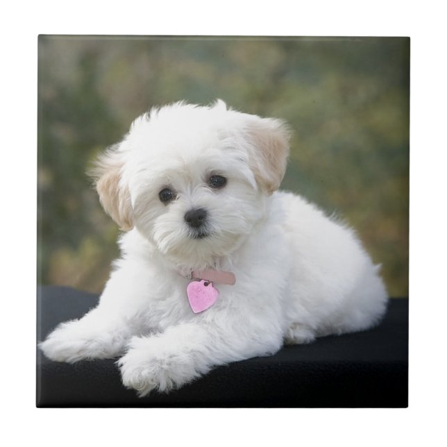 Flaumiger weißer Hund Fliese (Vorderseite)