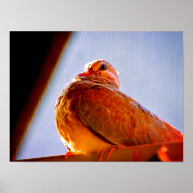 Flauschige Taube Poster (Vorne)