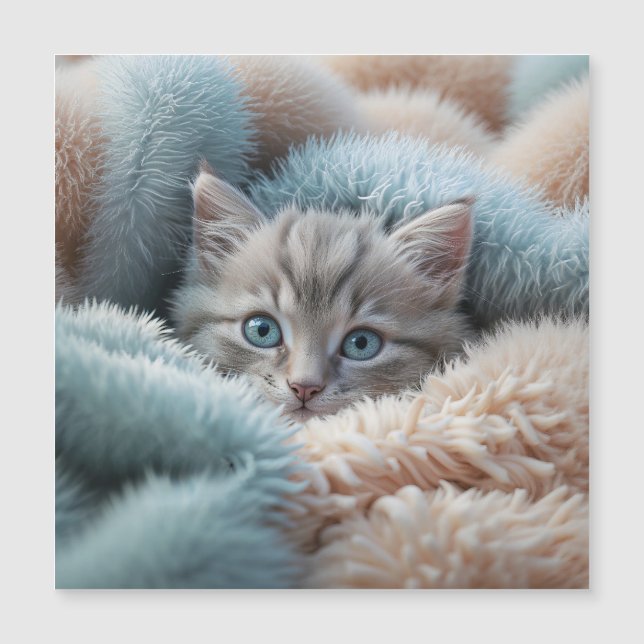 Flauschiges Kätzchen in einer weichen Decke Magnetkarte (Vorderseite)