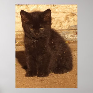 Flauschiges schwarzes Kätzchen Poster