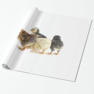 Flaute Geschenkpapier