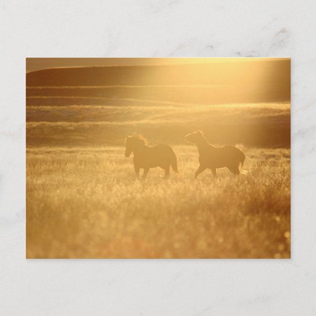 Flaxen Fields Postkarte (Vorderseite)