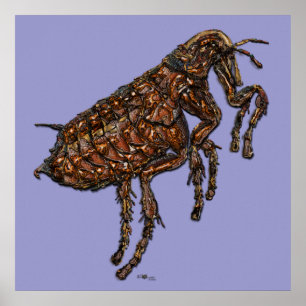 Flea auf Lilac Poster