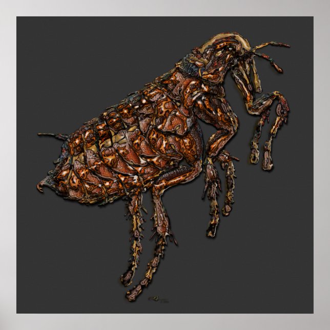 Flea on Gray Poster (Vorne)