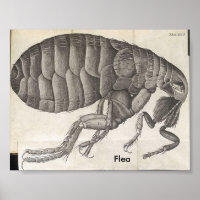 Flea