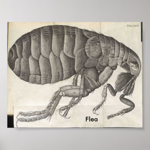 Flea Poster