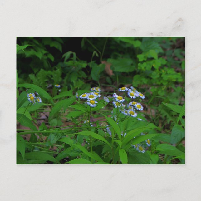 Fleabane Blume Postkarte (Vorderseite)