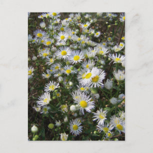 Fleabane Daisy Post Card Postkarte