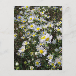 Fleabane Daisy Post Card Postkarte