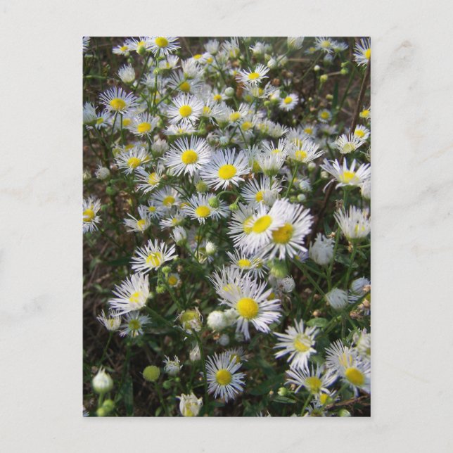 Fleabane Daisy Post Card Postkarte (Vorderseite)