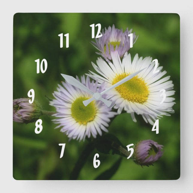 Fleabane Tiny Daisies Blume Quadratische Wanduhr (Vorderseite)