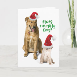Fleas Naughty Hund Funny Weihnachten Hund mit Katz