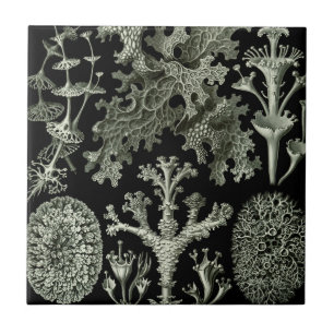 Flechte von Ernst Haeckel, Vintage Natur Pflanzen Fliese
