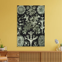 Flechte von Ernst Haeckel, Vintage Natur Pflanzen