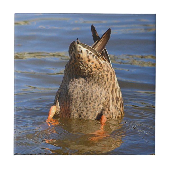 Flecken auf der Ente Fliese (Vorderseite)