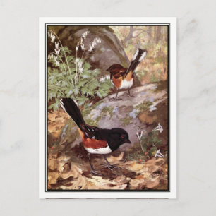 Fleckenwaldsänger - Robert Bruce Horsfall Postkarte