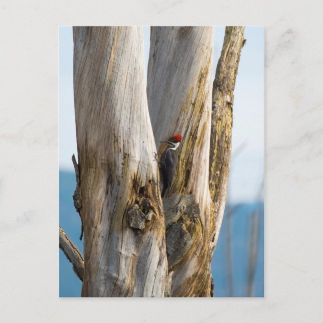 Flecker Postkarte (Vorderseite)