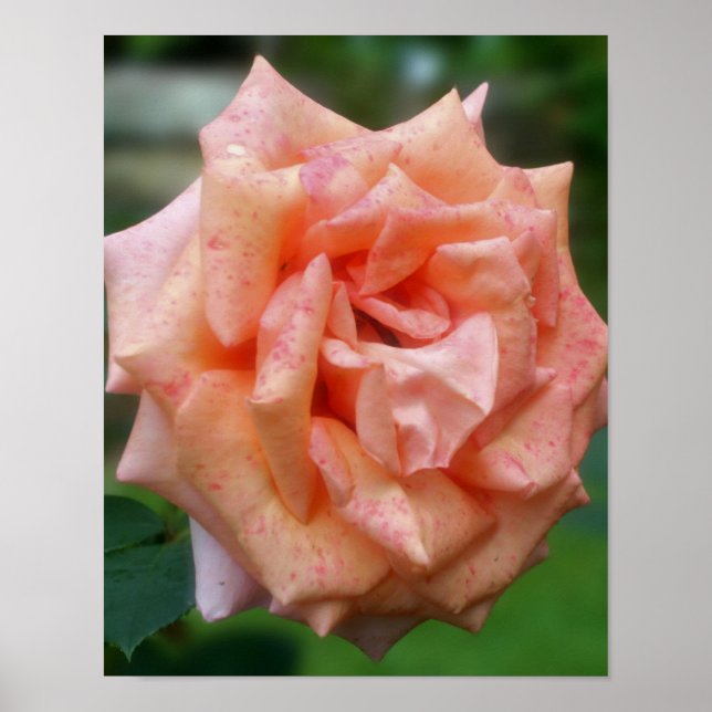 Fleckige PfirsichRose im Blut Poster (Vorne)