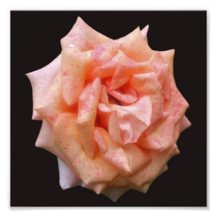 Fleckige Rose in Blüte 8x8 Fotodruck