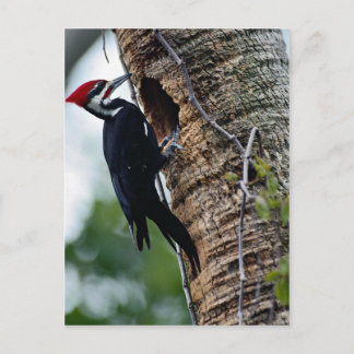 Fleckspecht Postkarte