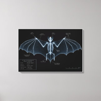 Fledermaus-Skelett-Röntgen-Museumspräparat Leinwanddruck