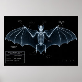 Fledermaus-Skelett-Röntgen-Museumspräparat Poster