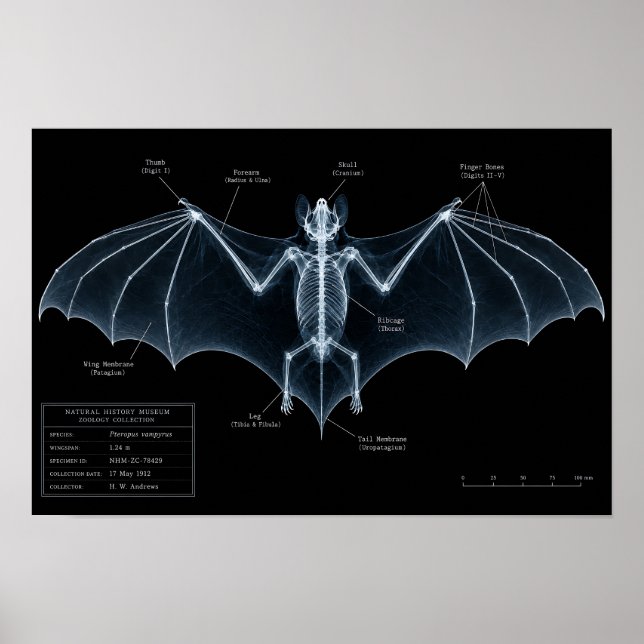 Fledermaus-Skelett-Röntgen-Museumspräparat Poster (Vorne)