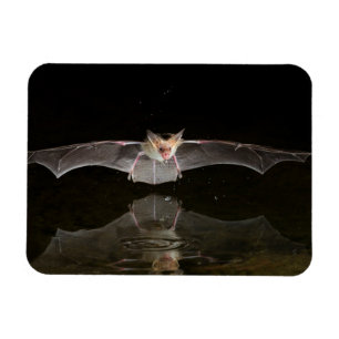 Fledermaus trinkt im Flug, Arizona Magnet