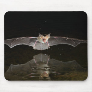 Fledermaus trinkt im Flug, Arizona Mousepad