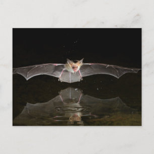 Fledermaus trinkt im Flug, Arizona Postkarte