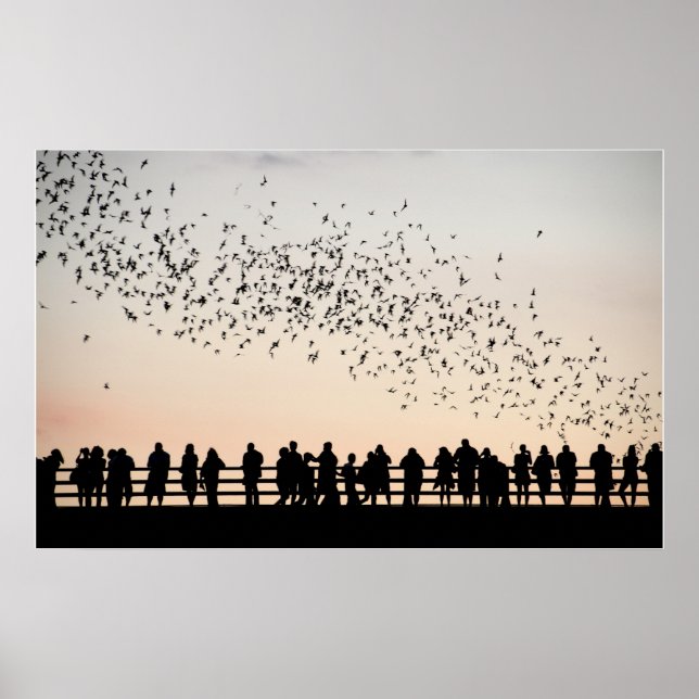 Fledermäuse aus Austin - Austin, Texas Poster (Vorne)