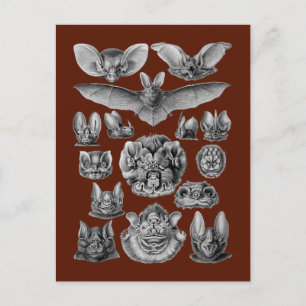 Fledermäuse Postkarte