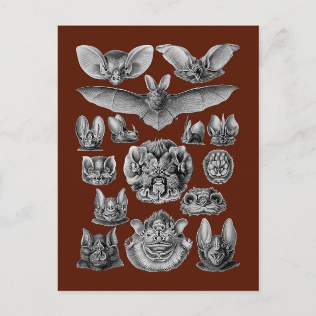 Fledermäuse Postkarte (Vorderseite)