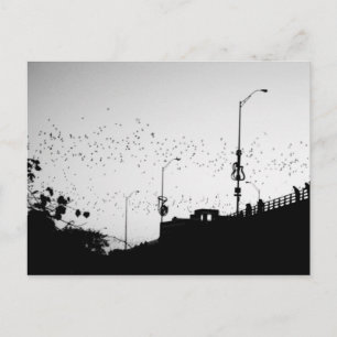 Fledermäuse über Austin Postkarte