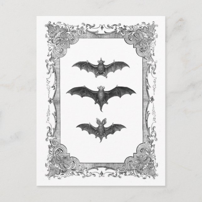 Fledermäuse Vintag Frame Halloween Postcard Postkarte (Vorderseite)