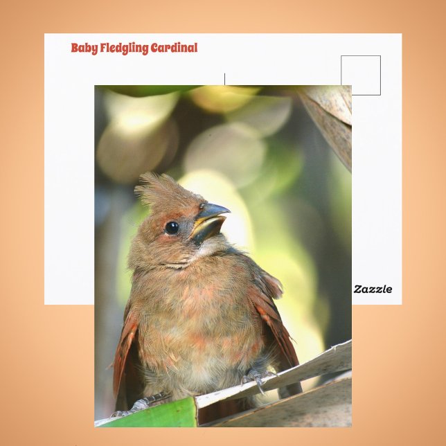 Fledgling Cardinal Cute Baby Bird Wildlife Photo Postkarte (Von Creator hochgeladen)