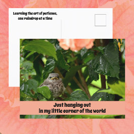 Fledgling Mockingbird Cute Wildlife Photographic Postkarte