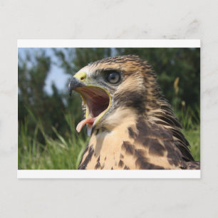 Fledgling Red Tail Hawk Postkarte