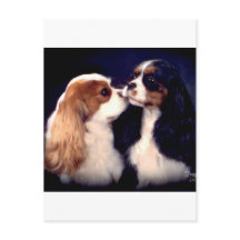 Fleet Street-Nova Tippy