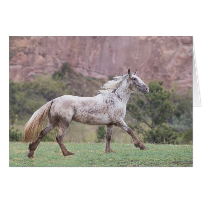 Fleillauf - Galloping to Freedom Greting Card (Vorderseite (Horizontal))