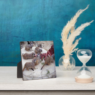 Fleisch fressende Fleischkatzen mit Teebechern, Fotoplatte