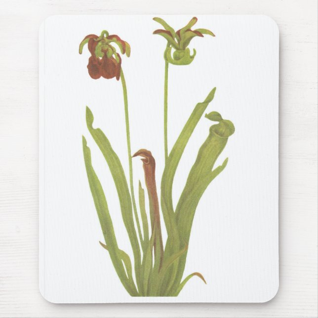 Fleisch fressende Pflanze - Sarracenia rubra Mousepad (Vorne)