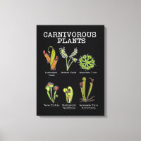 Fleischfresser Pflanze Art Saracenia Venus Flytrap