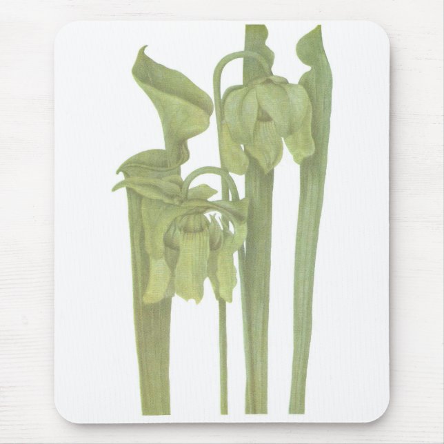 Fleischfresser-Pflanze - Sarracenia flava Mousepad (Vorne)