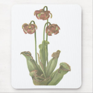 Fleischfresser-Pflanze - Sarracenia purpurea Mousepad